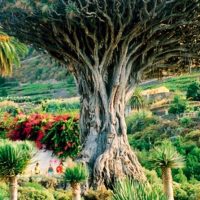 Day Trips & Excursions