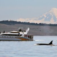 Dolphin & Whale Watching