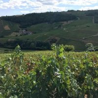 Wine Tasting & Winery Tours