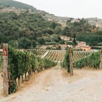 Food, Wine & Nightlife