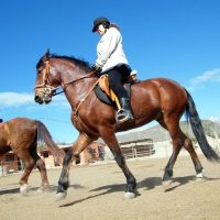 Horseback Riding