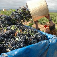 Wine Tasting & Winery Tours