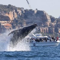 Holiday & Seasonal Tours