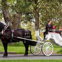 Horse Carriage Rides