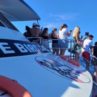 Day Cruises