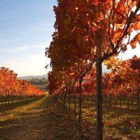 Walking & Biking Tours