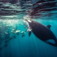 Cruises, Sailing & Water Tours