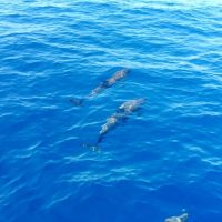 Full-day Tours