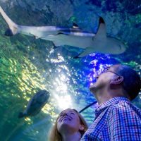 Attraction Tickets