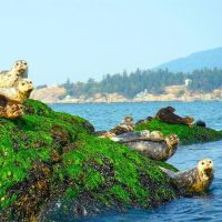 Boat Tours