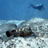 Scuba Diving