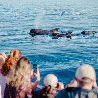Cruises, Sailing & Water Tours