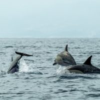 Boat Tours