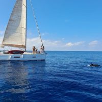 Dolphin & Whale Watching