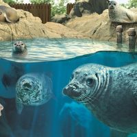 Holiday & Seasonal Tours
