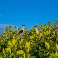 Eco Tours