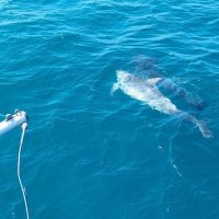 Swim with Dolphins
