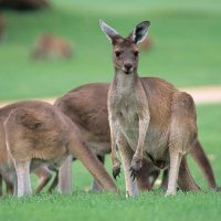 Zoo Tickets & Passes