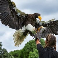 Sightseeing Tickets & Passes
