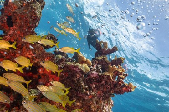 Valentine's Day in Isla Mujeres