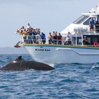 Cruises, Sailing & Water Tours