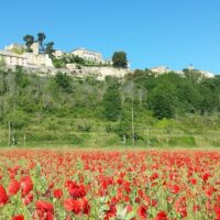 Private Sightseeing Tours
