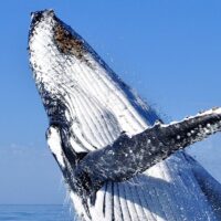 Dolphin & Whale Watching