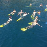 Swim with Dolphins