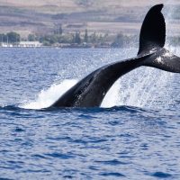 Dolphin & Whale Watching