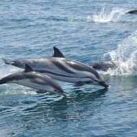 Cruises, Sailing & Water Tours