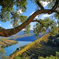 Tours & Sightseeing