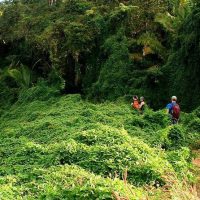 Walking Tours