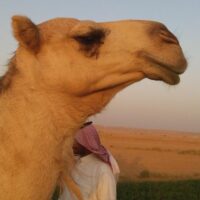 Multi-day Tours