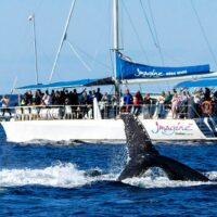 Holiday & Seasonal Tours
