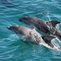 Cruises, Sailing & Water Tours