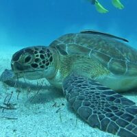 Scuba Diving