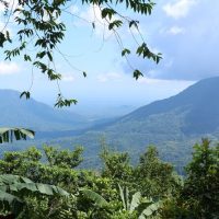 Plantation Tours