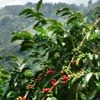 Coffee & Tea Tours