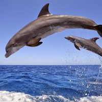 Dolphin & Whale Watching