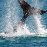 Luxury Tours