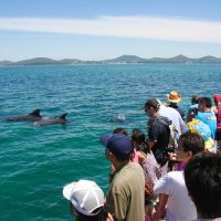 Cruises, Sailing & Water Tours
