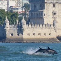 Dolphin & Whale Watching