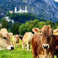 Bus & Minivan Tours
