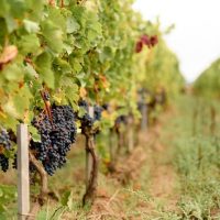 Food, Wine & Nightlife