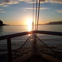 Day Cruises