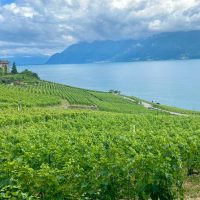 Food, Wine & Nightlife