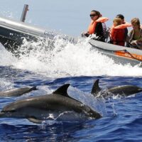 Cruises, Sailing & Water Tours