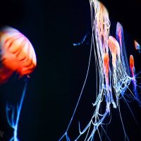 Museum Tickets & Passes
