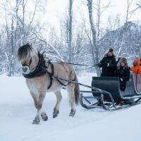 Horse Carriage Rides