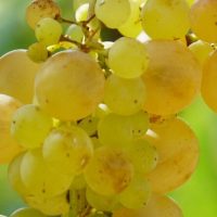 Wine Tasting & Winery Tours